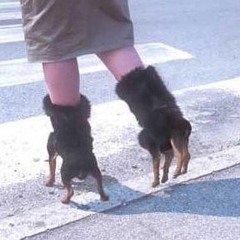 Boots- Black Dog Tail's.WAV