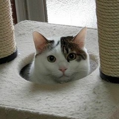 未来予想図 アカペラカバー