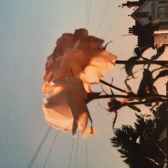 Displacement Of Reality