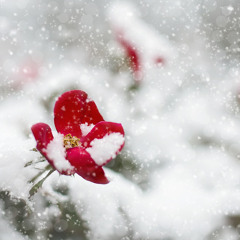 花,雪,翎