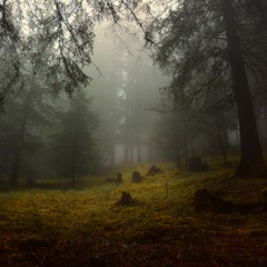Searching Though The Forest (improv, raw unfinished version)