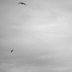 yâre doğru uçmak ister