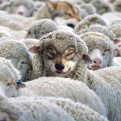 Negus - Trust Issues