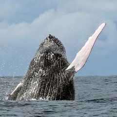 Humpback Whale - February 1, 2019 - Drake Bay, Costa Rica - Northern Migration