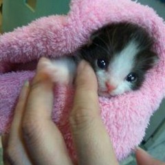 SlowJam  アカペラ