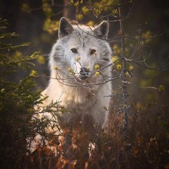 Grimm Darkness - Full Theme