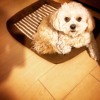 sumi-