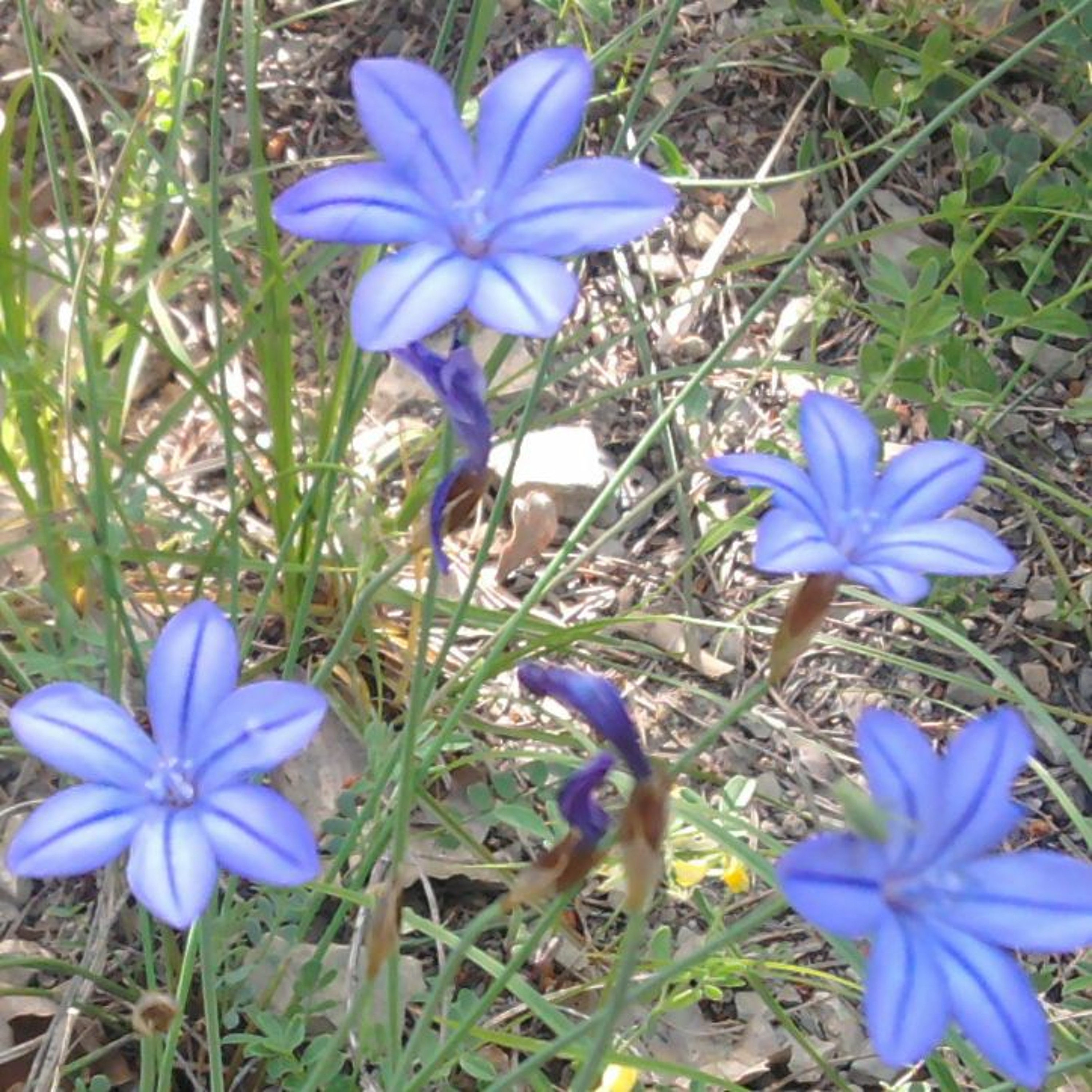 Notre monde s’effondre… Mais les fleurs repousseront parmi les ruines !