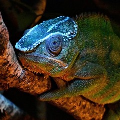 chameleon #03 AnLz* - Sueños de la Tierra