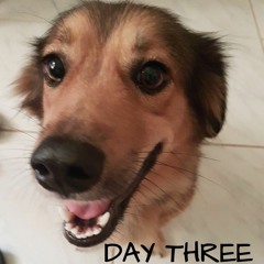 Dave Melillo Sam's Song (cover)