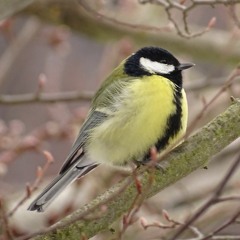 190202 15:30 Great Tit winter call