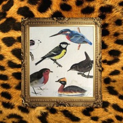Wild Animals