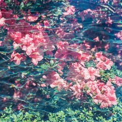 Chicken Salad In Pari