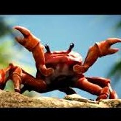 crab rave remix