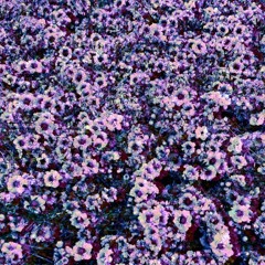 i will follow you into the dark:::death cab for cutie