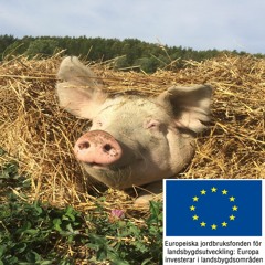 GRISPODDEN: Eko – Veterinären
