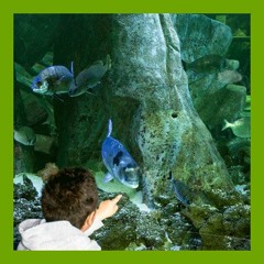 01 - L’Herbier marin [Aquarium 40 000 litres, face à l’entrée]
