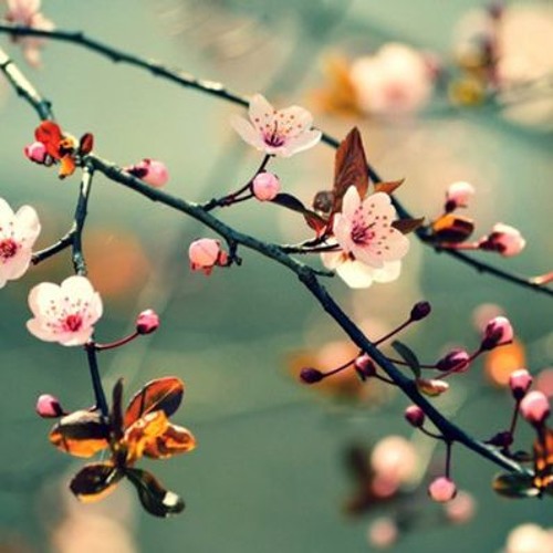 THÌ THẦM MÙA XUÂN