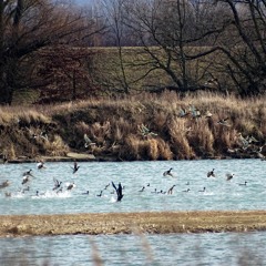 190113 16:49  Greater white-fronted goose, Greylag goose, Mallard on lake