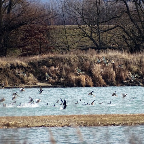 190113 16:49  Greater white-fronted goose, Greylag goose, Mallard on lake