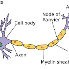 funky neuro
