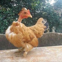 Cantar para dentro da lata