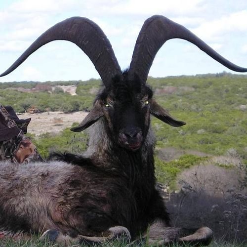 SATAN'S GOAT