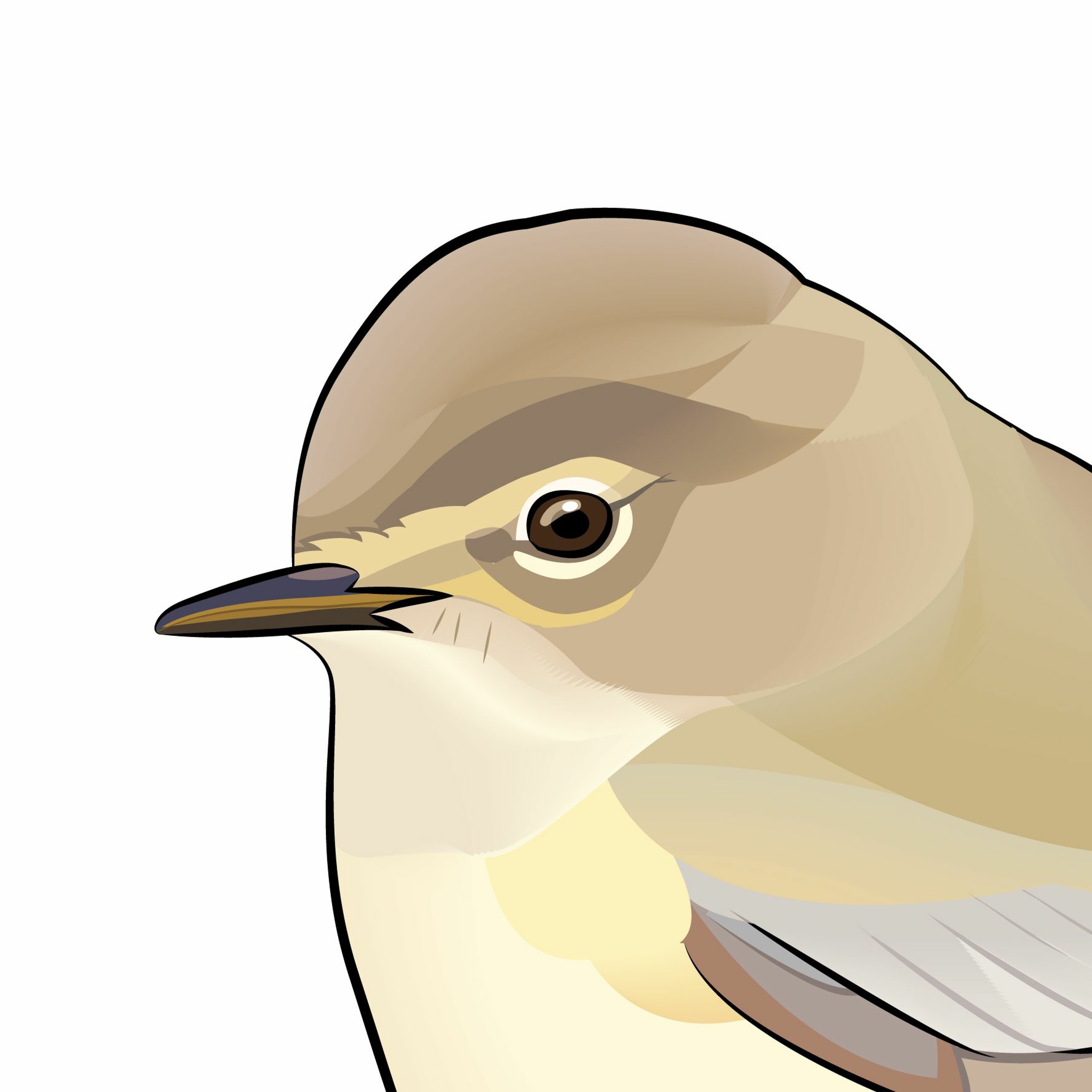Pippipodden