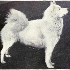 Samoyeds