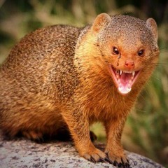 NRIMO LUNGOMU HIP HOP KOPLO TERBARU - GMLT ( LIRIK) paling baper - musikan.net.mp3