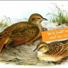 قصيدة القبرة وابنها | بصوت: دينا البحر | للشاعر: أحمد شوقي
