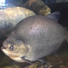 Cheap Organ (Does My Brain Even Work)