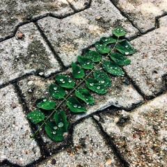 Smerz - Sure ( Lowhitey Heartbeat Refix )