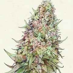 Kush Flower(Prod-By Yondo Beats)