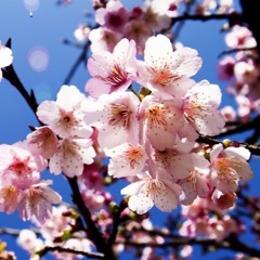 Blossom [prod. level]