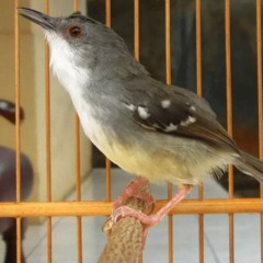 Audio - Burung - Ciblek - Ngebren - Burungkicauan.net