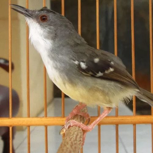 Audio - Burung - Ciblek - Ngebren - Burungkicauan.net