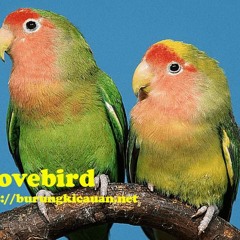 LOVEBIRD BETINA AMPUH (burungkicauan.net)