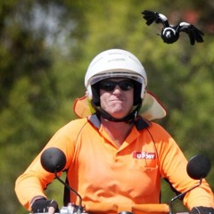 ozzie cunts