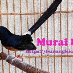 Murai Juara 100 Juta Berkicau Penuh Emosi Suara Super Kenceng