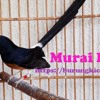 Download (burungkicauan.net) MASTERAN MURAI BATU JAWARA MATERI CILILIN, KAPAS TEMBAK, TENGKEK BUTO (burungkicauan.net) MASTERAN MURAI BATU JAWARA MATERI CILILIN, KAPAS TEMBAK, TENGKEK BUTO