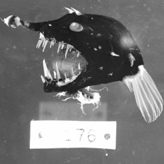 FISH DRUNK (lyrics)