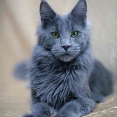 Pantherr