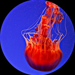 Dans Le Coeur Du Volcan