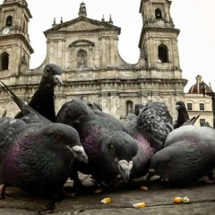 Tranquilo" - KAJUELA RUIDOS-(SOLO)