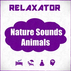 Guinea pig sounds / Nature sounds / Relaxing sounds