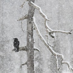 Nuoren Miehen Hauta / The Grave Of A Young Man