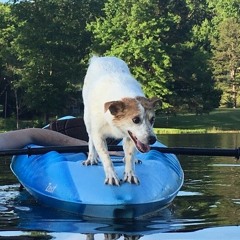 Lake Dog