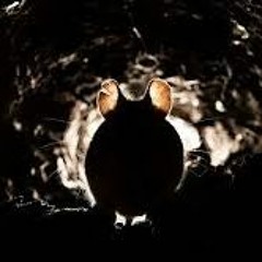 Something In My Kitchen