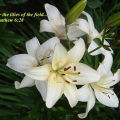 Consider The Lillies: Performed By The Houston Orchestra